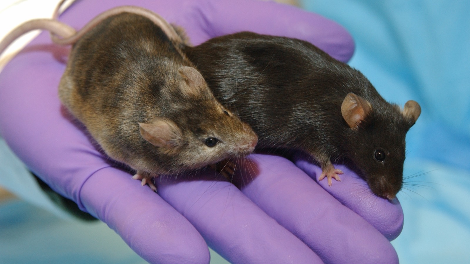 Two laboratory mice held in a researcher's gloved hand